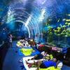 [Ingeniería de acuarios acrílicos] Acuario grande de acrílico para peces.