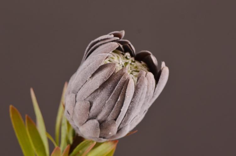 4-6黑黄色帝王花22寸小.jpg