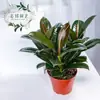 Planta de Borracheira em Vaso, Planta Foliácea Interna da Moda para Mesa de Escritório, Planta Resistente ao Calor, Folhas Coloridas para Sala de Estudo