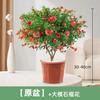 Una generación de retoños de granado flor de granado en maceta patio pila vieja con fruta planta flores planta verde floración de cuatro estaciones oro