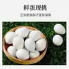 Huevos de Paloma Frescos y Auténticos de Aves de Corral, Adecuados como Suplemento Nutricional para Niños y Mujeres Embarazadas