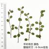Hojas secas de Chlorophytum Flor prensada Hoja real Lámpara de mesa Vela Marcapáginas Espécimen de planta Paquete de material repujado Vena de hoja Flores secas
