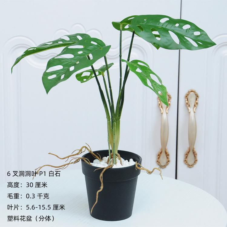 6叉带须洞洞叶P1白石