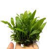 Recomendado para Aquários: Coroa de Ferro Malha Marrom Hemisfério Grama de Folha Grande, Plantas Aquáticas Vivas e Paisagismo com Troncos