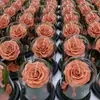 Presente mais vendido para o Dia dos Namorados e Dia das Mães: caixa de presente com cúpula de vidro com flores eternas, design do Pequeno Príncipe, atacado
