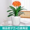 Dropshipping Clivia Plántulas en Maceta con Capullos Plantas de Flor Interior Tesoro Nacional Gigante Caro