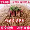 Ahora Dug Rojo Morado Nueva Raíz de Puerro Plántulas de Puerro de Hoja Ancha Interior Balcón Cuatro Estaciones Maceta Raíz de Puerro de Hoja Grande Patio Xijin