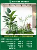 Paisagismo de Planta Artificial Varanda Arranjo de Paisagem Escada Interna Sob Árvore de Flores Artificiais Decoração Biomórfica Planta Verde Paisagismo Combinação