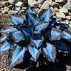 Suministro Transfronterizo Semillas de Flor de Hosta de Hoja de Color, Semillas de Flor de Hosta, Semillas de Flor en Maceta, Semillas de Flor de Grulla Blanca, Semillas de Flor de Hosta
