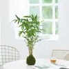 Bola de Musgo de Bambu de Arroz Chinês|Mesa de Chá Interna Estilo Zen Planta Ornamental Purificadora de Ar Bambu Hidropônico de Mesa