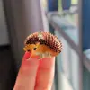 Nuevo broche de aleación para mujer, moderno y de alta gama, pin de lujo nicho para abrigos y trajes, simple y elegante, broche versátil
