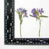 Flores de Potentilla Flores Secas Painéis Relevados Folhas Reais Espécime de Planta Marcador de Página Maquiagem de Pétala Luminária de Mesa Relevada Leque de Seda