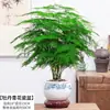 Plantas en Maceta de Helecho Espárrago para Vegetación de Oficina, Plántulas Grandes de Helecho Espárrago para Sala de Estar, Bonsái de Bambú Nube Enano de Alta Gama