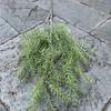 Nueva planta verde artificial de fábrica Pino de rama alta hoja de menta Boda Mori decoración suave con hoja flor falsa al por mayor