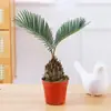 Planta em vaso Árvore de Ferro Mexicana trevo de quatro folhas, planta verde de interior para escritório, flor de humor para mesa de escritório, para creche volta às aulas