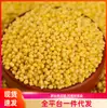 Especialidade de fazenda mingau de arroz com ruibarbo grão grosso comestível glutinoso amarelo nordeste grão de arroz novo grão de arroz nova geração de grão de arroz