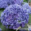 Sementes de Mudas de Flor de Touceira Antiga de Hortênsia, Flor Oito Imortais, Verão Infinito, Floresce em Todas as Estações, Plantas de Vaso para Varanda e Jardim, Resistente ao Inverno
