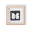Especímenes de Mariposas Reales Raros y Preciosos (Mariposa Pavo Real) en un Marco, Decoración Moderna de Madera para el Hogar, Decoración Creativa de Mesa