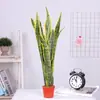 Planta cobra com borda dourada em vaso, planta verde suculenta hidropônica, fácil de cuidar em ambientes internos, sempre verde em todas as estações, adequada para escritório