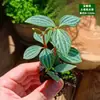 Materiales DIY para Micro-Paisajismo con Musgo, Planta Individual de Hierba de Malla, Plantas Verdes Frescas para Acuapaisajismo, Helechos para Paisajismo de Tanques Aqua-Terrestres