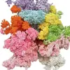 Atacado Flor de Milho Flor Seca Imortal Cor Bleached Flor Real Decoração de Casa Pacote de Material DIY Flor Imortal Transfronteiriça