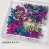 Transfronterizo Nuevo Arte de Uñas Flor Seca Estilo Japonés Ins Mezclado Flor Real Gestalus Pequeña Caja Floral Joyería Uña Flor Seca