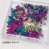 Arte de Uñas Secas Transfronterizo Flores Secas Japonesas Ins Mixto Flores Reales Gypsophila Caja Floral Pequeña Decoraciones Uñas Flores Secas