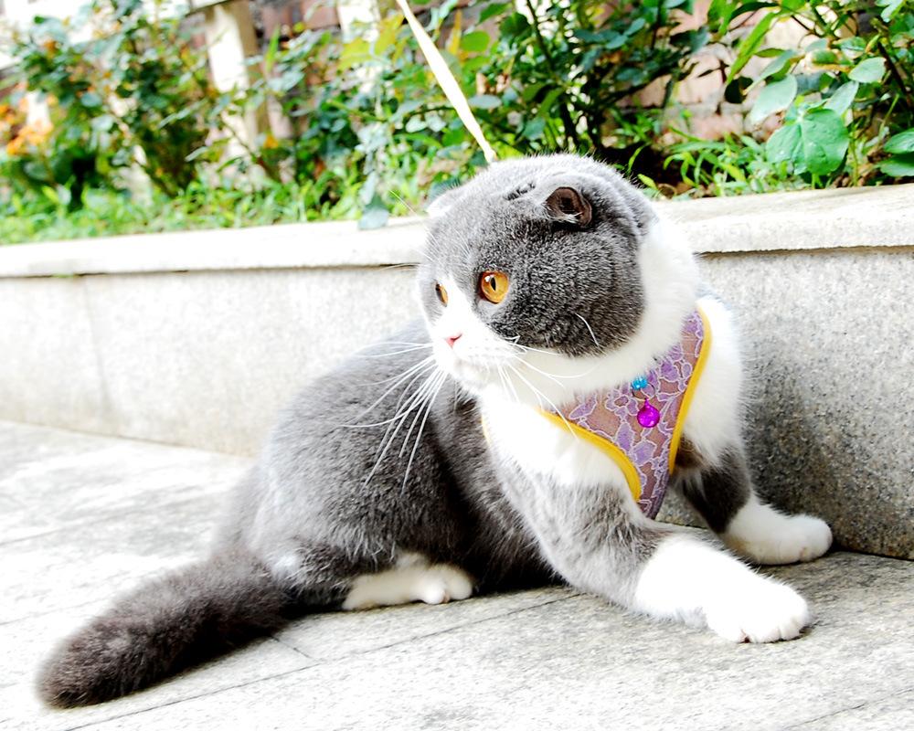 vest harness lace purple.jpg