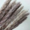 Amazon Wholesale Ramo Pequeño de Flores Eternas de Caña Hierba de la Pampa Adornos Decorativos DIY Flores Secas de Hierba de la Pampa