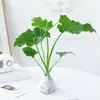 Lluvia de Primavera Planta Hidropónica en Maceta Venta al por Mayor Escritorio Oficina Plantas Verdes Florales Fácil de Cultivar Monstera Deliciosa Fácil de Cultivar en Todas las Estaciones