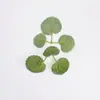 Simulação Folha de Begônia Planta Trepadeira Falsa Ramo Verde Acessórios de Decoração Paisagem em Vaso Folhas Falsas Acessórios