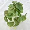 Venda Direta de Fábrica Lentes de Planta Simulada Folha Folha de Taro Tecido com Serigrafia Material de Folha Planta Verde Falsa Cena de Estúdio de Fotografia de Casamento Decoração