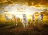 Arte Animal Caballo Salvaje Corriendo Pintura en Lienzo Mural Póster Arte de Pared Dormitorio Sala de Estar Pintura Decorativa Moderna