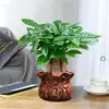 Árvore da Fortuna Pequena em Vaso Plantas Verdes de Mesa Plantas Verdes de Interior Árvore da Fortuna Atacado Plantas Verdes Árvore da Fortuna Sempre-Verde o Ano Todo
