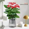 Planta em Vaso Antúrio Vermelho, Planta Flor de Rabanete Verde da Sorte, Flor de Interior, Antúrio Branco Hidropônico, Planta Verde, Árvore da Fortuna, Purificador de Ar