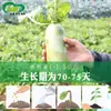 Semillas de Rábano Verde de Raíz a Raíz, Siembra en Huerto Agrícola, Híbrido de Maceta para Balcón, Resistente al Salvado, de Pulpa Verde, Semillas de Rábano Jugosas