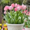 Tulipa 5 Graus Bulbo Perene Bulbo Grande Resistente ao Inverno Cultivo em Solo Planta Flor Hidropônica para Plantio em Jardim Externo