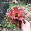 Piña Llena de Agua Linda Piña Colorida Tanque de Selva Tropical Plantas Acuáticas Ecológicas de Agua y Tierra Tanque para Reptiles Paisajismo Plantas Comunes