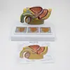 Simulación de Enseñanza Modelo de Pelvis Masculina Espécimen del Sistema Urinario y Reproductor Masculino Zhengzhong Maicena Anatomía Humana Medicina