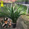 Dez Orquídeas Preciosas, Mudas Originais em Vasos Pretos, Orquídeas Resistentes ao Frio e Fáceis de Cultivar, Plantas Verdes de Interior Fortemente Perfumadas, Florais e Orquídeas