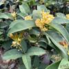 Plántulas de Osmanthus Tianxiang Taige en maceta, bonsái injertado, pila antigua, tocón de árbol nativo, fragancia intensa, dorado en flor en todas las estaciones.