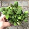 Plantas de Piedra Absorbente Plantas Verdes Piedra de Agua Acuaterrario Tanque de Selva Rocalla Paisajismo Musgo Helecho Micro-paisaje Plantas de Bonsái