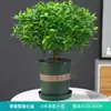 Repelente de Mosquitos, Madera de Pimienta Fragante, Plantas Verdes de Interior en Maceta, Fácil de Cultivar, Absorbe Formaldehído, Plántulas de Flor Jiuli Xiang, Cultivo en Agua