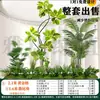 Grande Combinação de Design de Paisagismo com Plantas Verdes Reais Plantas Verdes Artificiais Internas Decoração Sob Escada Árvore Ornamentos