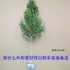 Envío directo de plántulas de boj, esquejes de boj, árboles de boj viejos de un solo tronco, setos verdes, plántulas para paisajismo de villas de jardín, resistentes al frío y al calor
