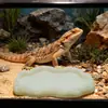 Lagarto Dragão-Barbudos Rocha de Imitação Plástico Tigela de Comida Sapo Cornudo Cobra de Estimação Bacia de Banho Bacia de Água Rasa Tigela de Comida para Répteis