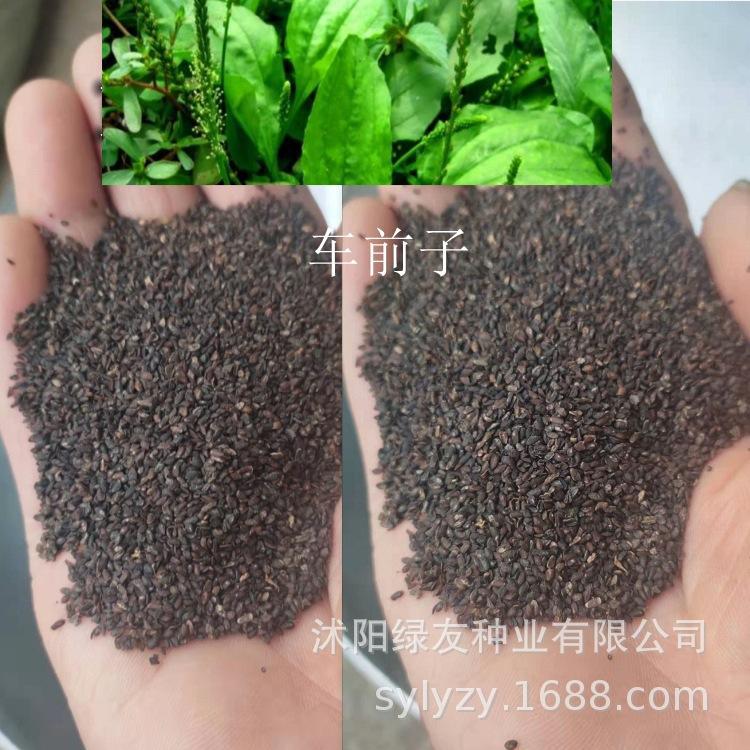 车前草种子 (2)