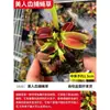 Planta Jarra Maceta Trampa para Moscas Planta Carnívora Repelente de Mosquitos Planta Jarra de Gran Tamaño Planta Verde Todo el Año Planta de Maceta Interesante