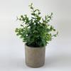 Ramo de plantas verdes amazónicas en maceta para el hogar, habitación, porche suave, adornos transfronterizos, pequeñas macetas, fábrica al por mayor