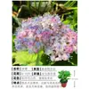 Plántulas de Hortensia de Flor Doble en Maceta Tocón Viejo Verano Infinito Plántulas Grandes con Capullos de Flor Floreciendo Todo el Año Plantas con Flor para Interior y Exterior